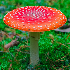 Amanita Muscaria poisonous mushroom