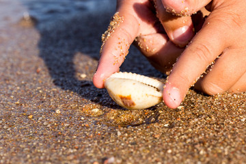 Children's hands reach for a cowrie on the beach
