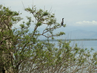 Cormorant