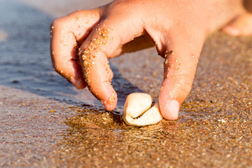 Child's hand reaches for a cowrie on the beach