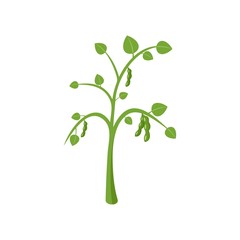 Peas plant icon. Flat illustration of peas plant vector icon for web isolated on white