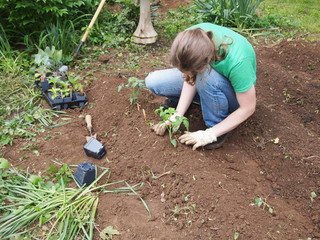 Planging some vegitables in the garden