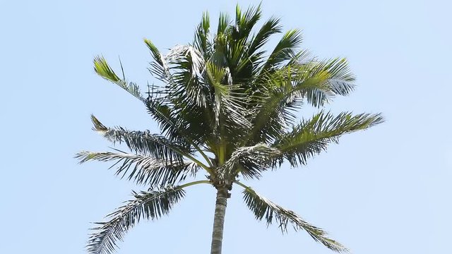 One green palm tree swaying leaves in the wind isolated against blue sky in Miami, Florida slow motion