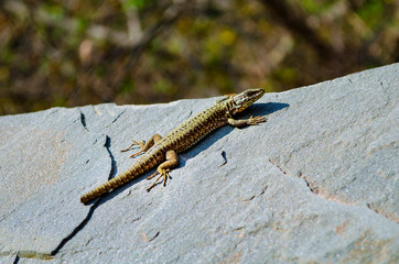 lizard lies on a rock on the sunlight