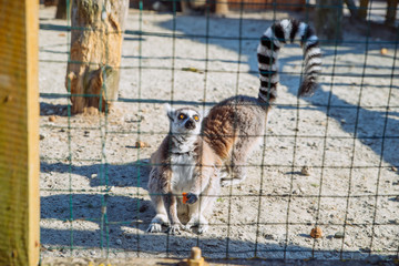 lemur at zoo. life in custody