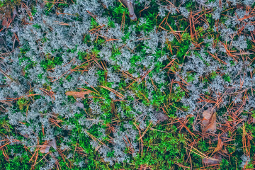 Lush moss in a forest