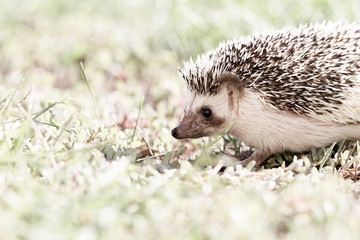  African white- bellied hedgehog