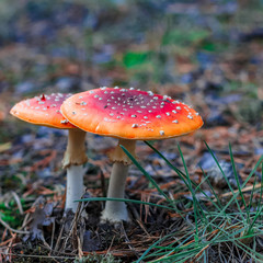 Red poisonous Amanita mushrooms