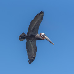 Brown pelican in Guadeloupe, bird flying 
