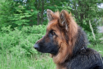 Longhair sheepdog is sitting on the green meadow. Pet animals.