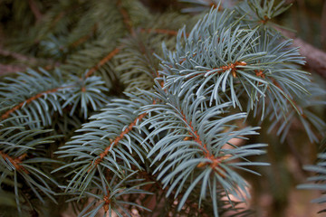 Naklejka na ściany i meble Pine branch of a beautiful fir tree background