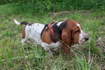 Cute basset hound is walking on a green meadow. Purebred dog.