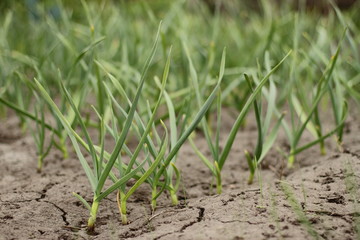 Vegetable beds with garlic