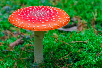 Amanita Muscaria poisonous mushroom