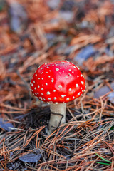Red poisonous Amanita mushroom