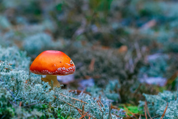 Amanita Muscaria poisonous mushroom