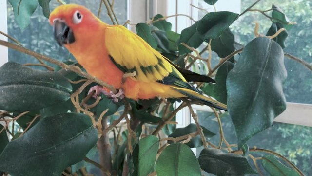 Colorful sun parakeet (bird) in plant. (Aratinga solstitialis) 4k 24 fps 100 mbit/sec > log > minor color grade