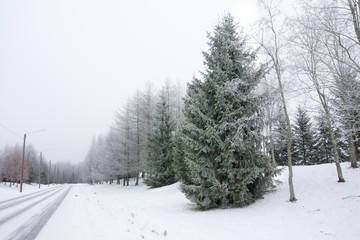 Winter landscape with snow-covered road and frosty trees.