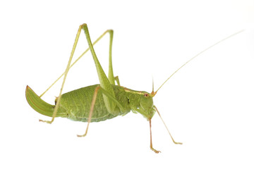 Speckled bush-cricket (Leptophyes punctatissima)