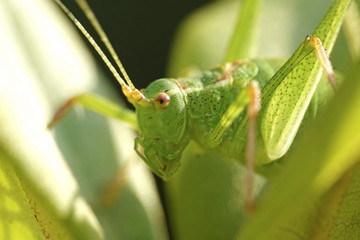 Speckled bush-cricket (Leptophyes punctatissima)