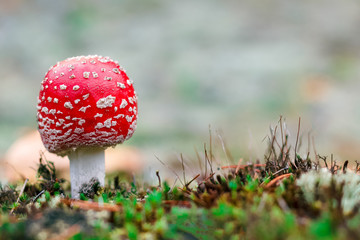 Amanita Muscaria poisonous mushroom