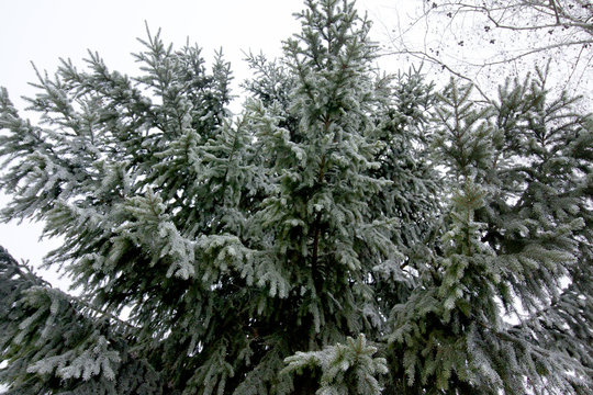 Group of frosty spruce trees in snow at finnish winter.
