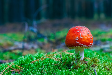 Amanita Muscaria poisonous mushroom