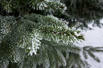 Frosty spruce branch with snow at winter in Finland.