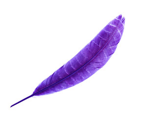 purple feather isolated on white background