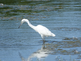 Little egret (Egretta garzetta)