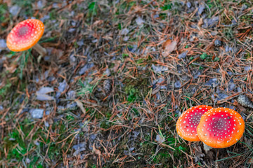 Red poisonous Amanita mushrooms