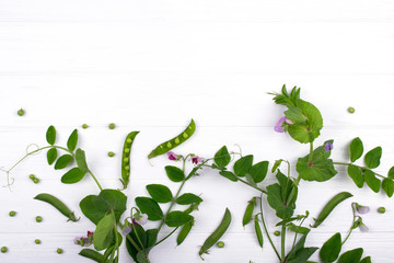 Floral herbaceous background. Green pea stem  with purple flower and leaf, pods on white background. Copy space