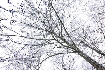 Fototapeta na wymiar Frosty larch trees at winter in Finland on sky background.