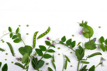 Floral herbaceous background. Green pea stem  with purple flower and leaf, pods on white background. Copy space