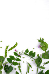 Floral herbaceous background. Growing peas plant with purple flower, leaf and pods on a white background. Copy space