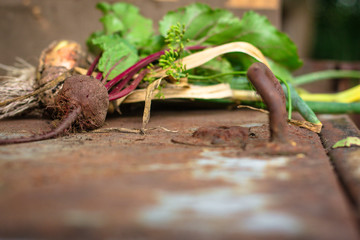 vegetables - to reap a crop (beet, garlic, onions, fennel, greens and another). food background
