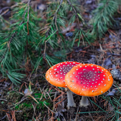 Red poisonous Amanita mushrooms