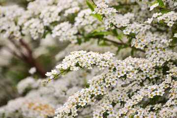 White small flowers in large quantities on a bush