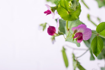 Fototapeta na wymiar Close up green pea stem with purple flower and leaf on the white background. Selective focus. Copy space
