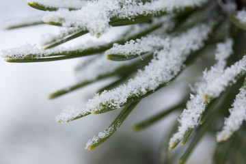 Frosty pine branch at winter in finnish forest close-up.