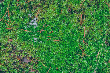 Lush moss in a forest