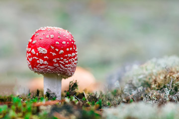 Amanita Muscaria poisonous mushroom