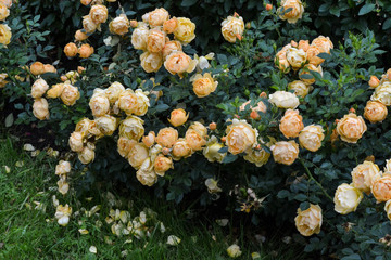 bush with many yellow roses Garden plants
