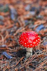 Red poisonous Amanita mushroom