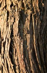 Obraz premium Brown bark of a large old tree.