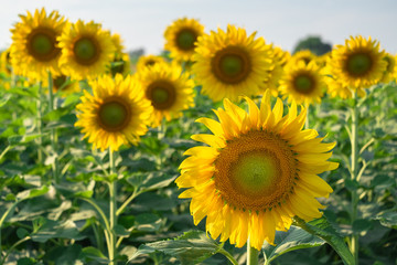 beautiful sunflowers blooming in field