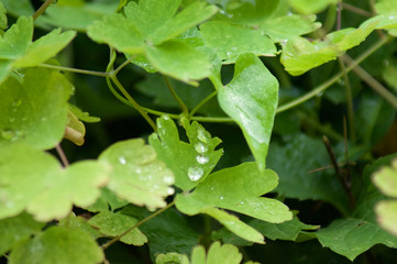 Fototapeta na wymiar Green Leaf with Water Droplets