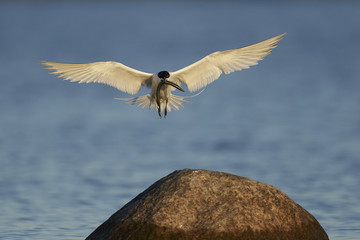 Sandwich tern (Thalasseus sandvicensis)