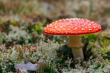 Amanita Muscaria poisonous mushroom
