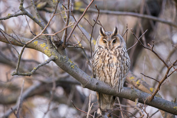Long eared owl